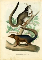 Tupaja, 1863-79